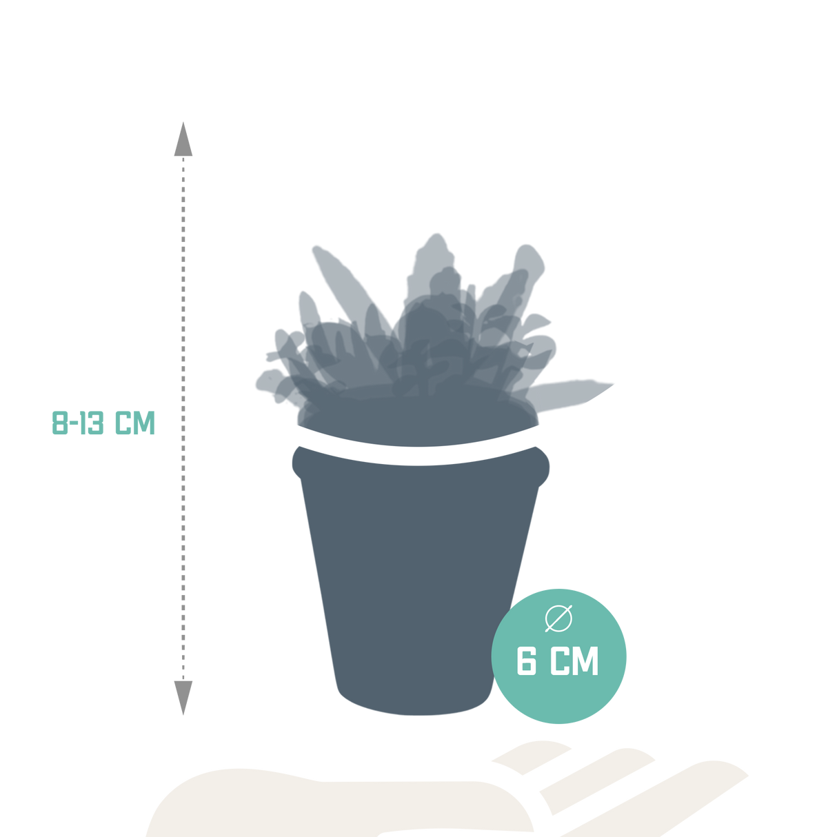 Vetplanten mix 5.5 cm - 5x - in terracotta pot