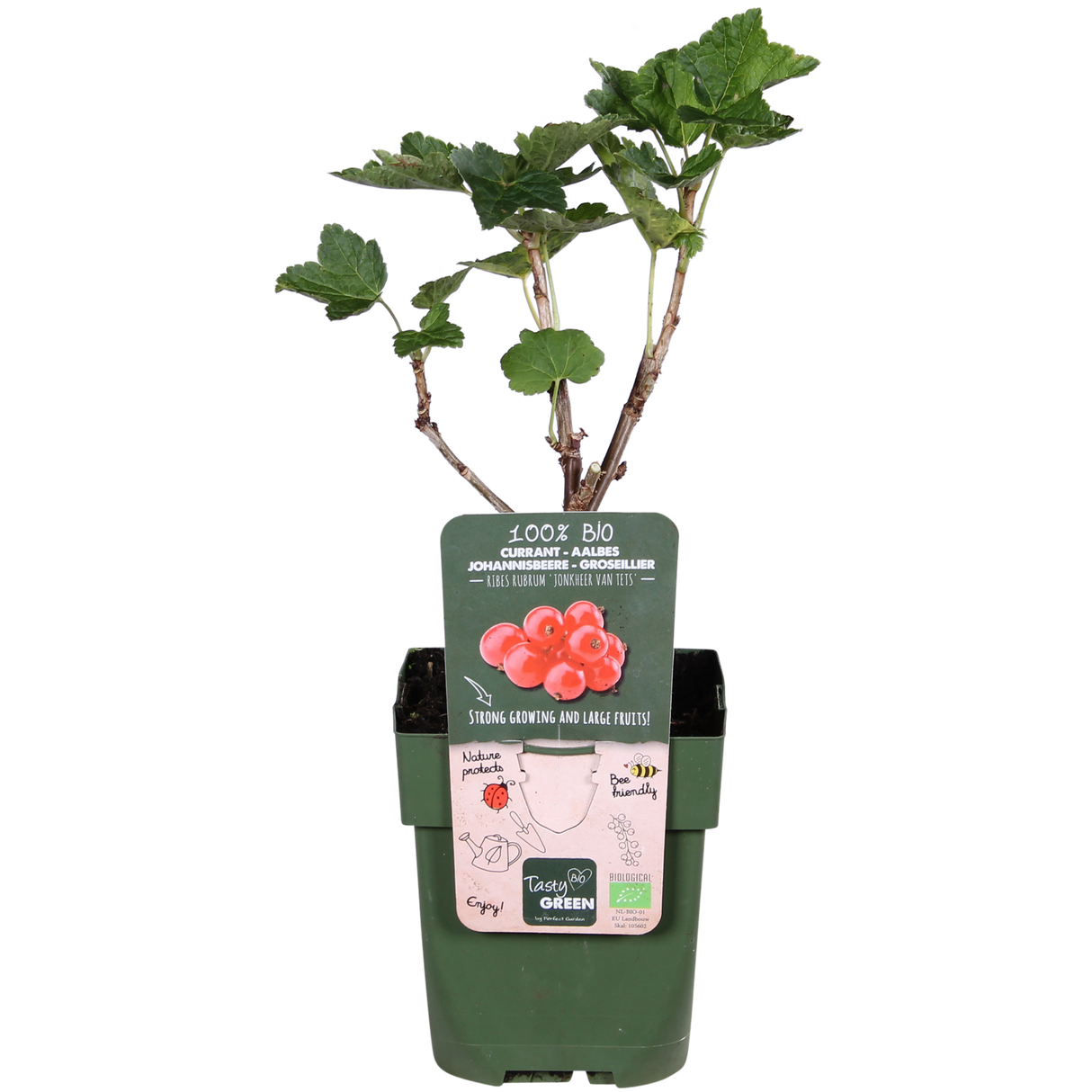 Ribes rubrum 'Jonkheer van Tets' - Groseille à maquereau - ↕45cm - Ø13cm