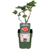 Ribes rubrum 'Jonkheer van Tets' - Groseille à maquereau - ↕45cm - Ø13cm