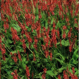 48x Persicaria amplexicaulis - ↕10-25cm - Ø9cm