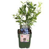 3 x Bosbessenplanten BIO - ↕20 cm - Ø 13 cm