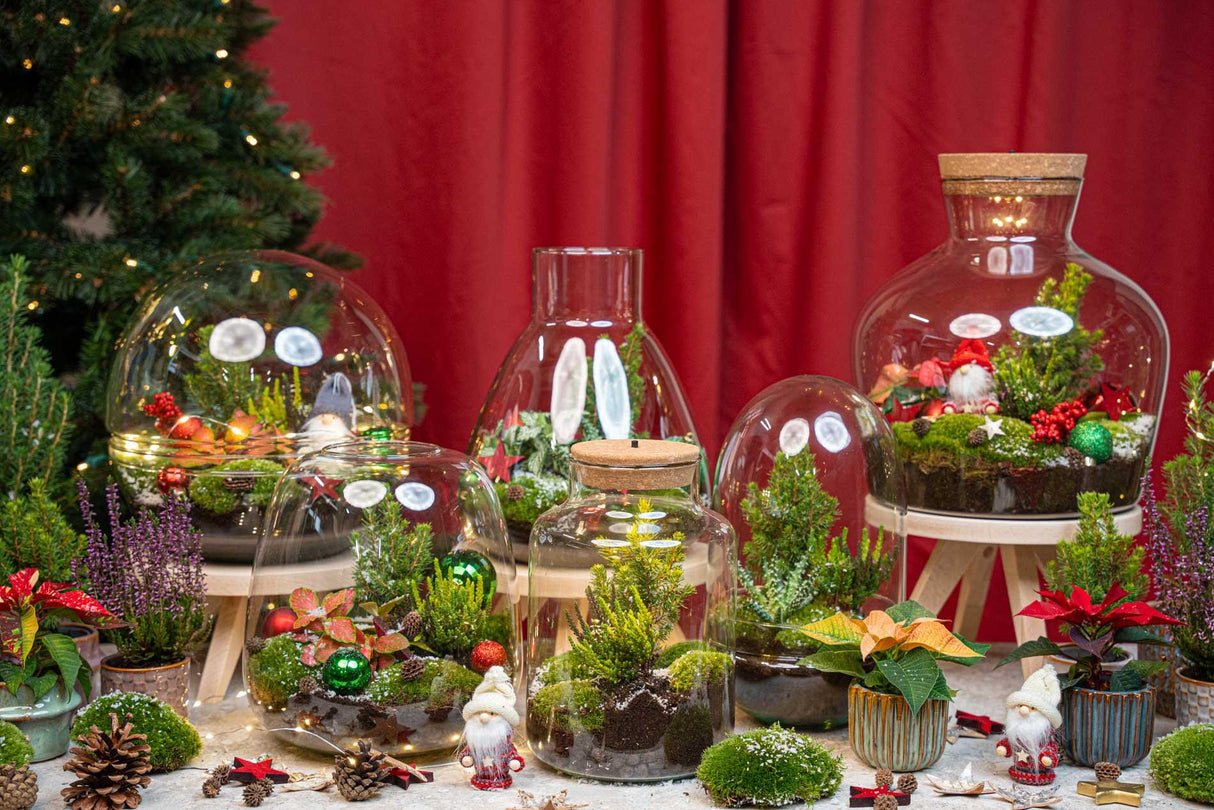 Berry Kerstmis terrarium - Planten terrarium  - DIY kit Christmas - Ø 19 cm ↑ 20 cm