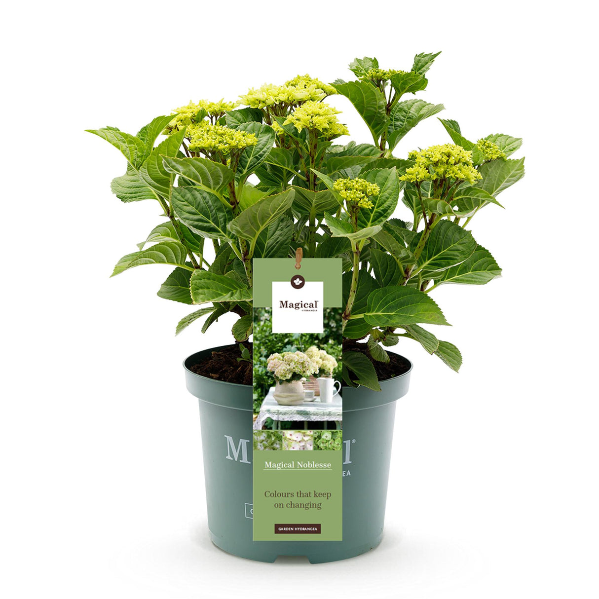 Hortensia - Hydrangea Magical Nobless - Wit - 6-10 Bloemen - Pot 23cm Hoogte 55cm
