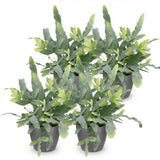 Phlebodium aureum Blue Star - Blauwe Varen - Huisdiervriendelijke Plant - Blauw - 4 Planten - met Potter Grijs - Pot 12cm - Hoogte 25cm