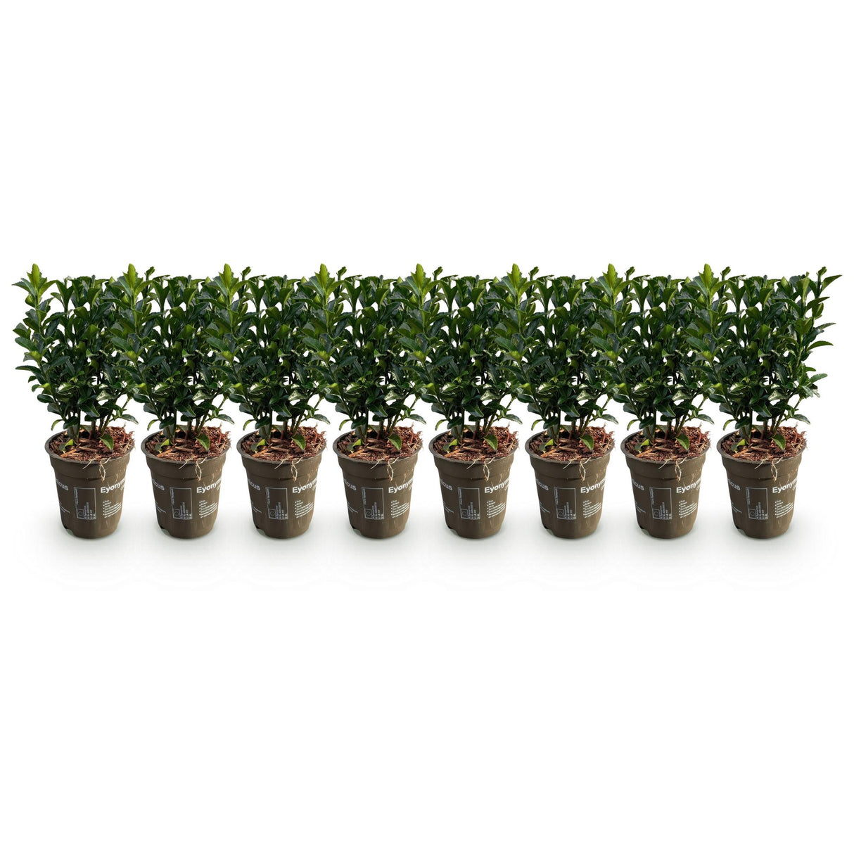 Green boutiQ - Haagplanten - Euonymus japonica Green Spire -  blad groen - 8 planten - 1 strekkende meter - groenblijvend - pot 9cm hoogte 20-25cm