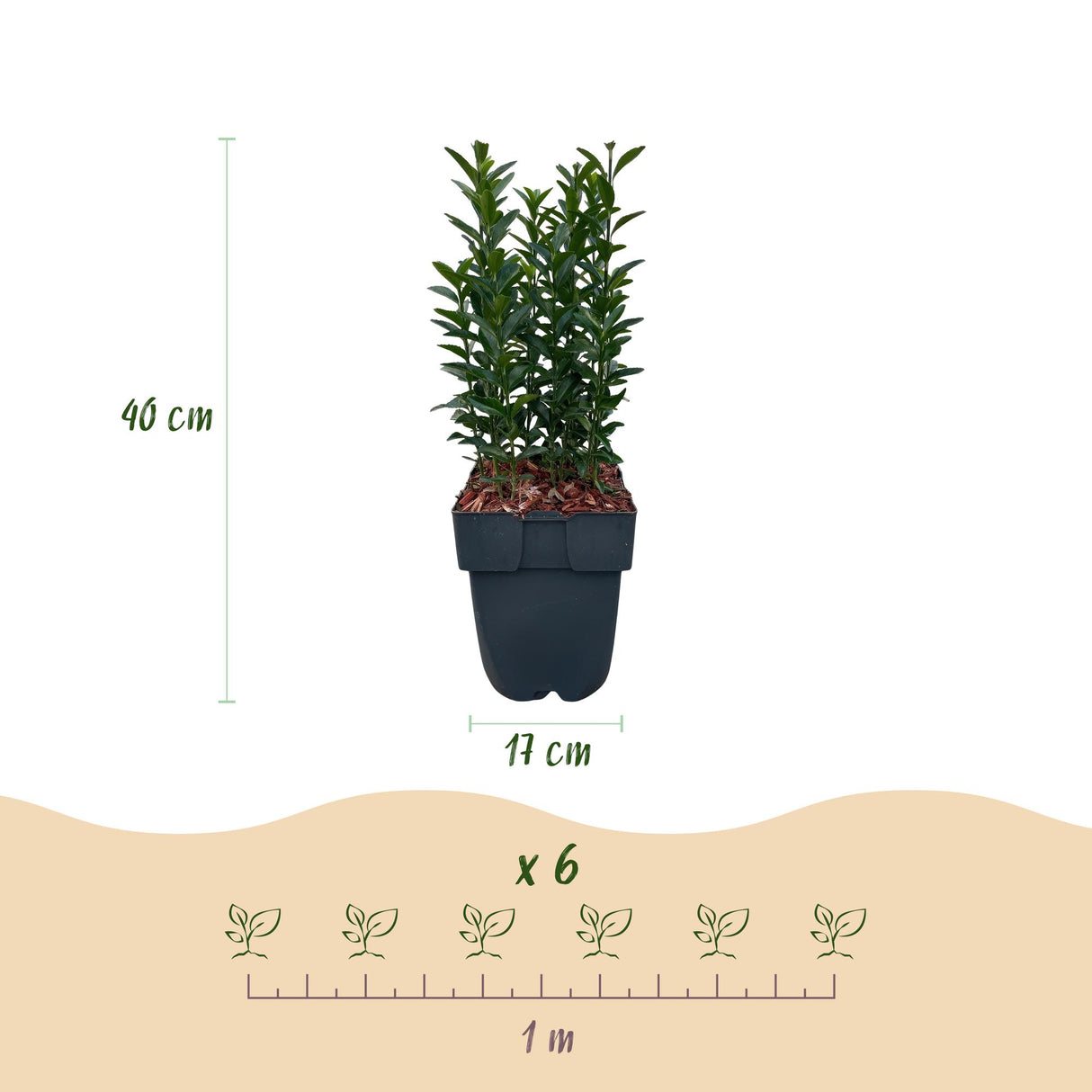 Green boutiQ - Haagplanten - Euonymus japonica Green Spire -  blad groen - 6 planten - 1 strekkende meter - groenblijvend - pot 17cm hoogte 40cm