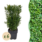 Green boutiQ - Haagplanten - Buxus sempervirens -  blad groen - 6 planten - 1 strekkende meter - groenblijvend - pot 17cm hoogte 45cm