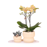 Kolibri Orchids | Gift Set Horizon Geel - Gele Phalaenopsis Orchidee Blossom Lima & Succulent