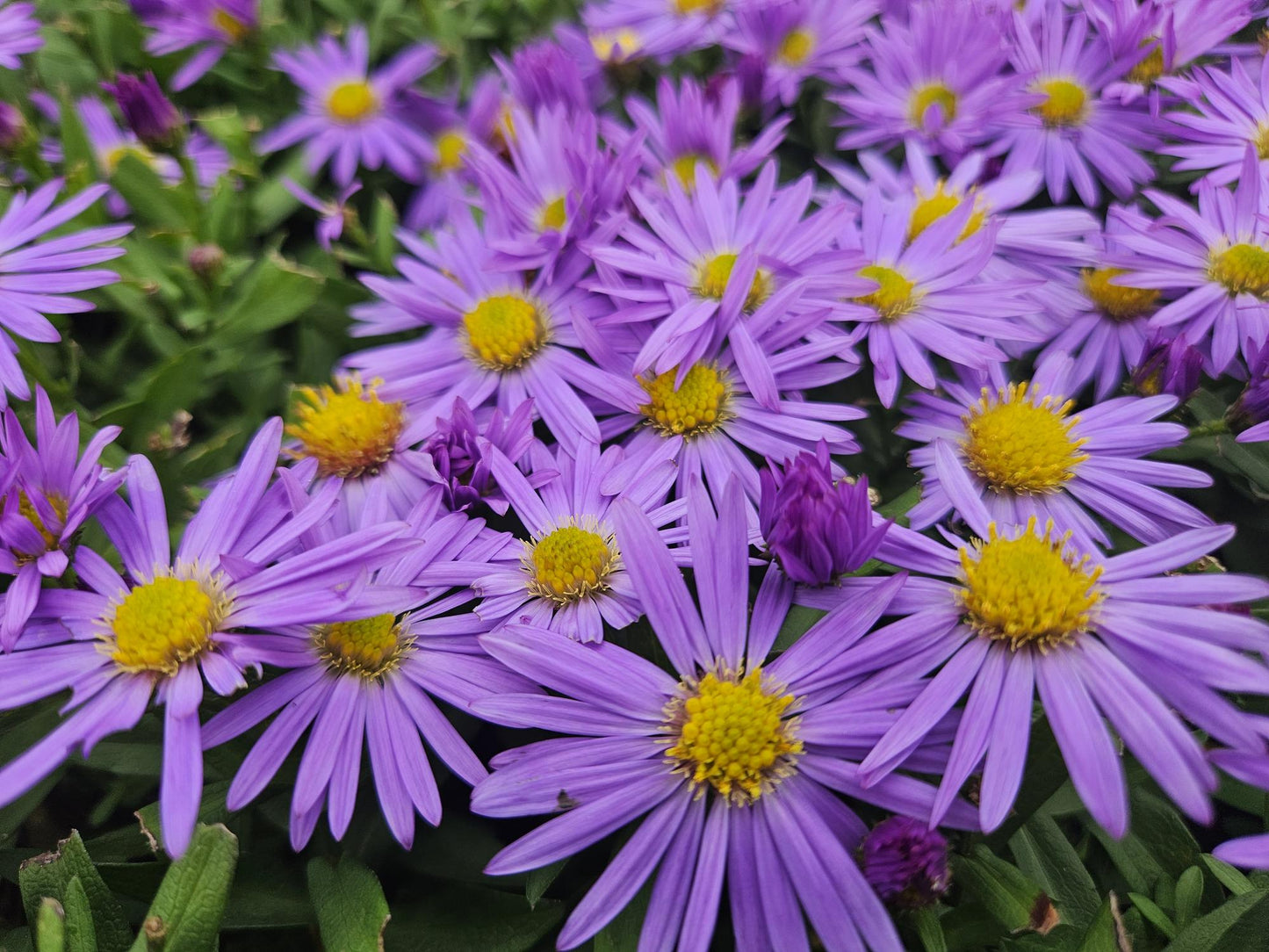 24x Aster (D) 'Prof. Anton Kippenberg'  - ↕10-25cm - Ø9cm
