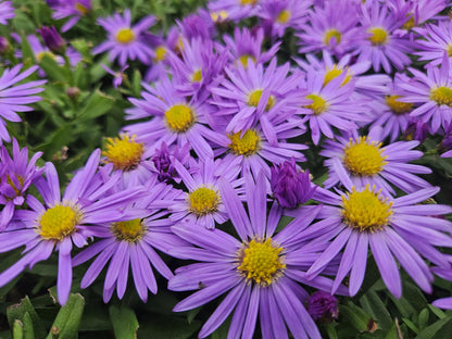 24x Aster (D) 'Prof. Anton Kippenberg'  - ↕10-25cm - Ø9cm