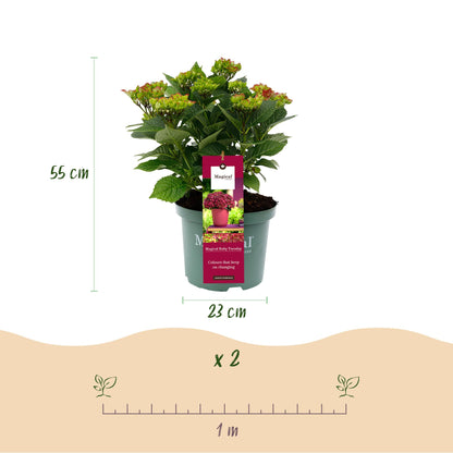 Hortensia / Hydrangea Magical Teusday & Saphire - Rood - 6-10 Bloemen - Pot 23cm Hoogte 55cm