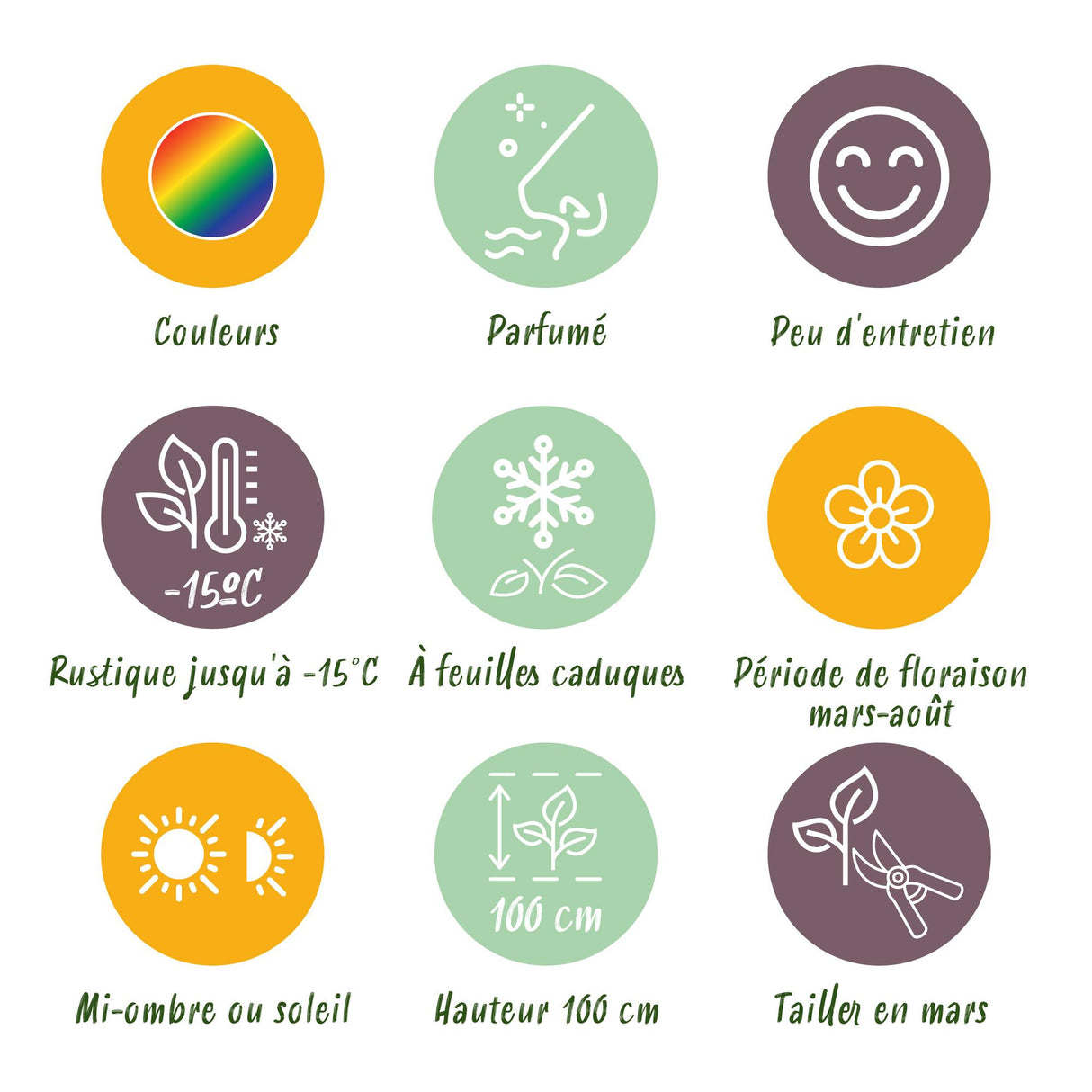 Borderpakket - Geurend - 8 Vaste planten - 1 m2 - Diversen kleuren - Weinig Onderhoud - Pot 11cm