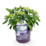 Hortensia - Hydrangea Forever & Ever - Wit - 7-12 Bloemen - Pot 23cm Hoogte 55cm