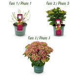 Green boutiQ - Terrasplant - Hortensia - Hydrangea Magical Teusday & Saphire - Rood - 6-10 Bloemen - 2 Planten - Pot 23cm Hoogte 55cm