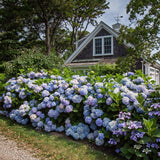 Green boutiQ - Tuinplant - Hydrangea Endles Summer The Orginal Blue - Hortensia - Winterhard - Blauw - 4 Planten - Pot 14cm - Hoogte 20-25cm