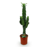 Green boutiQ - Kamerplant - Euphorbia eritrea - Afrikaanse melkboom - Weinig onderhoud - Groen - 1 - Pot 19cm - Hoogte 70cm