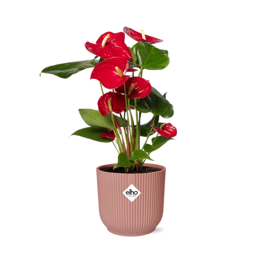 Flamingoplant / Anthurium – ↕30cm – ⌀12cm – in roze pot