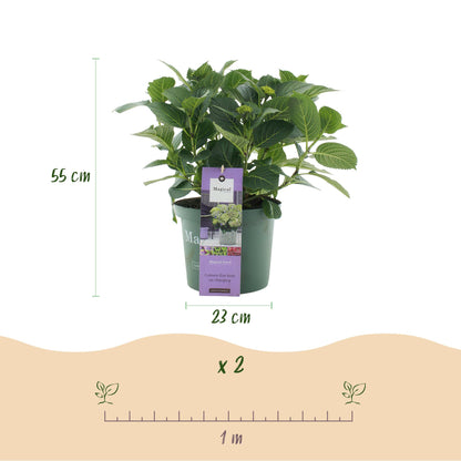 Hortensia - Hydrangea Magical Jewel Blue - Blauw - 6-10 Bloemen - Pot 23cm Hoogte 55cm