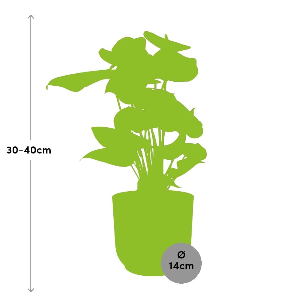 Flamingoplant / Anthurium – ↕30cm – ⌀12cm – in roze pot