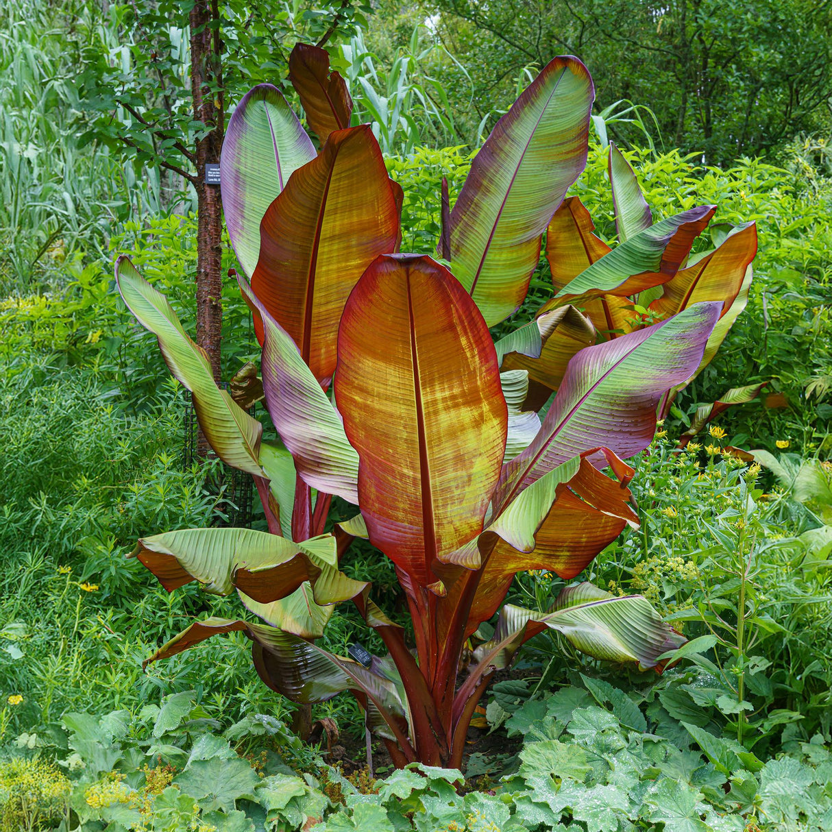 Green boutiQ - Plante fruitière - Plante de bananier - Ensete ventricosum Maurelli - Rustique - 6 plantes - Pot 12cm Hauteur 30cm