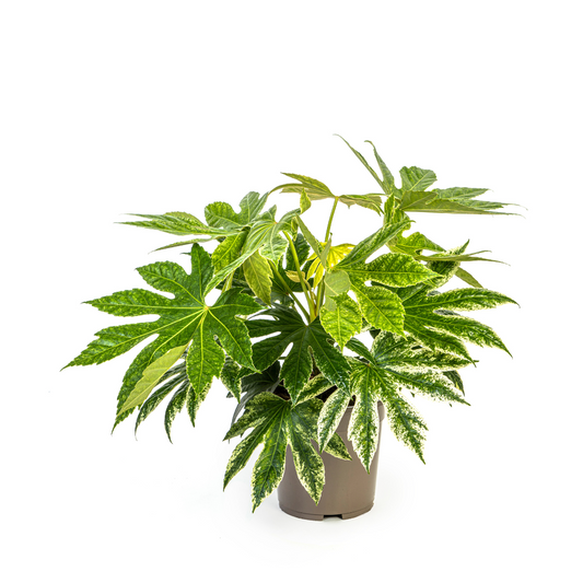 Fatsia Japonica Spider's Web - ↕45cm - Ø19cm