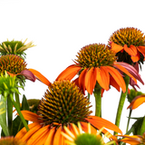 Echinacea Purpurea Orange Ø19cm - ↕60 - Ø70cm