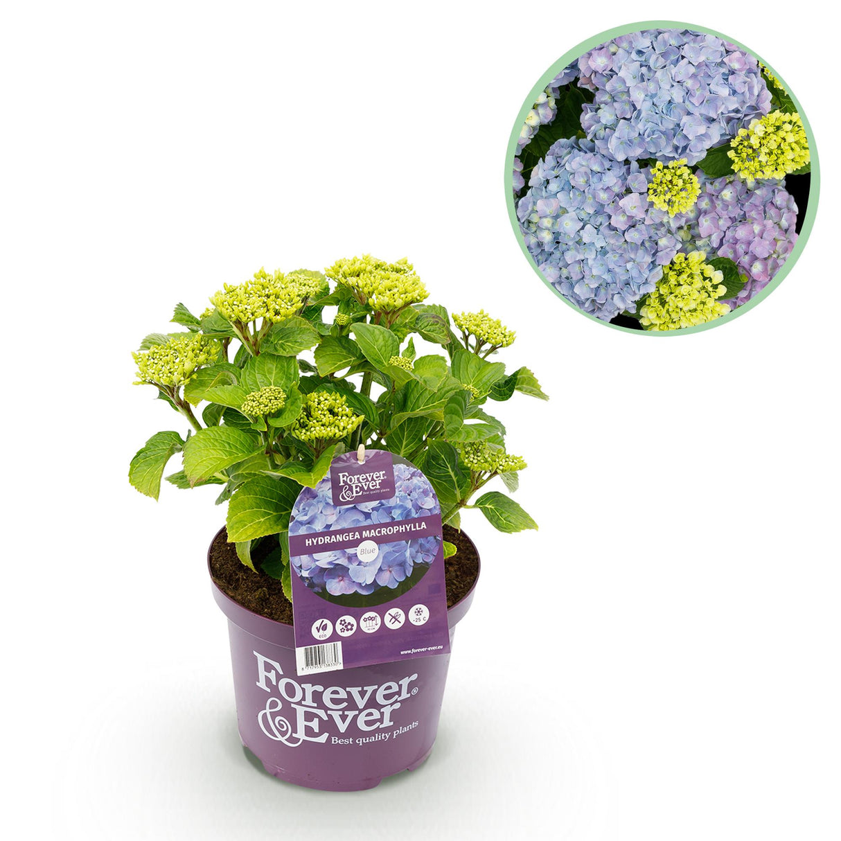 Hortensia - Hydrangea Forever & Ever - Blauw - 7-12 Bloemen - Pot 23cm Hoogte 55cm