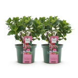 Green boutiQ - Terrasplant - Hortensia - Hydrangea Magical Green Fire - Roze Groen - 6-10 Bloemen - 2 Planten - Pot 23cm Hoogte 55cm