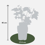 Ribes rubrum 'Jonkheer van Tets' - Groseille à maquereau - ↕45cm - Ø13cm