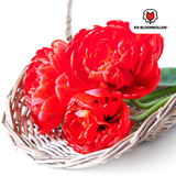 Tulpenzwiebeln Bombastic Red – 20 Stück | KH Bloembollen® | Rote Pfingsttulpe – Gefüllt & Luxuriös – Für Garten oder Topf – Größe 11/12 – Frisch vom Züchter!