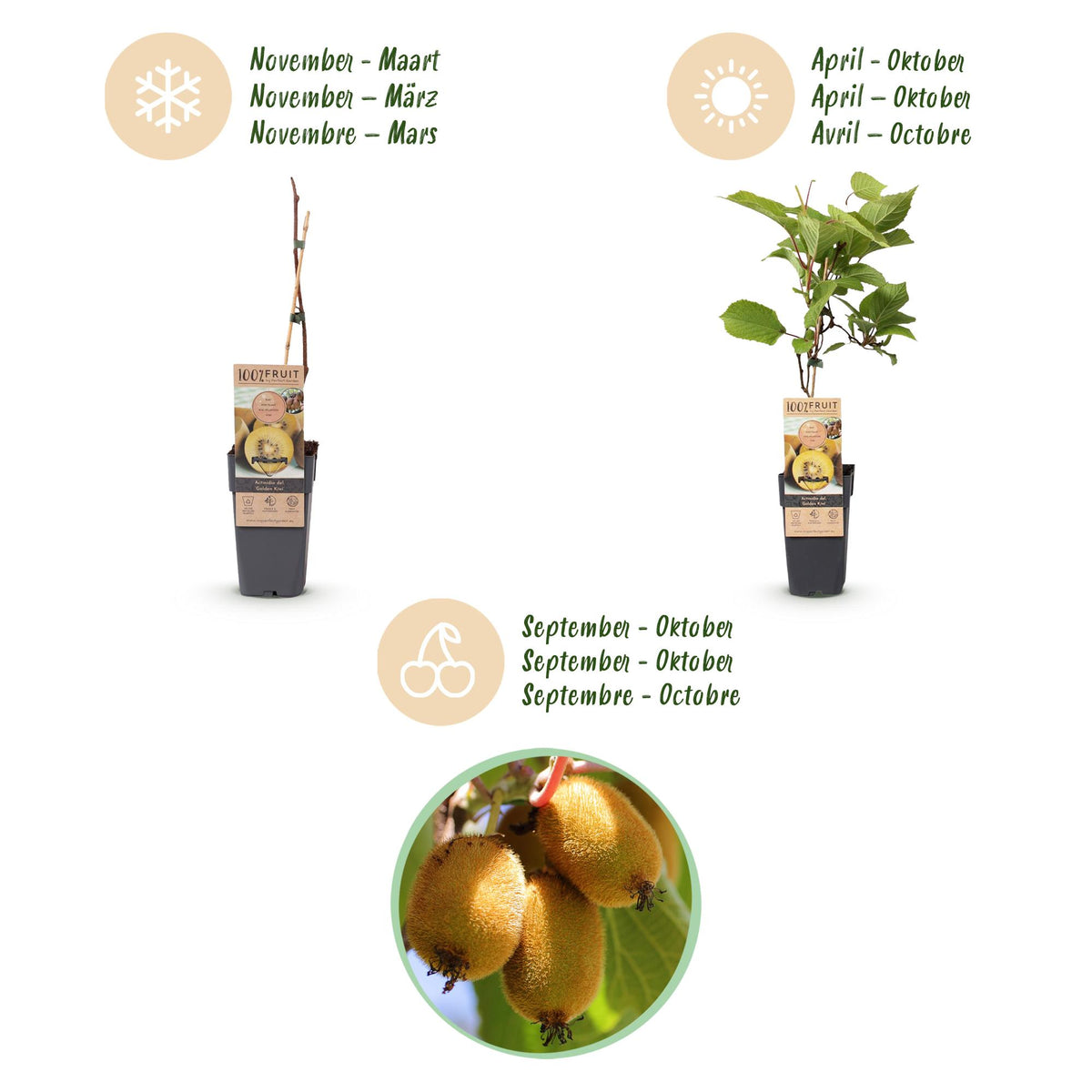 Fruitplant - Actinidia Weiki & Golden Kiwi - Kiwiplant - 1 Mannelijke - 3 Vrouwelijke - Planten - Geel - Pot 15cm - Hoogte 50cm