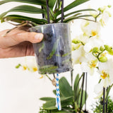 Kolibri Orchids | Gele Jungle Bouquet Botanic Yellow in Oyster Dish
