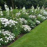 Borderpakket - Kleur Wit - 24 Vaste planten - 3 m2 - Diversen kleuren - Weinig Onderhoud - Pot 11cm