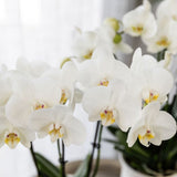Kolibri Orchids | Witte Phalaenopsis Orchidee - Mineral Amabilis in Elite Sierpot Goud met Giftbox - Ø9 cm