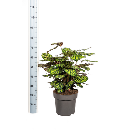 Calathea Makoyana Ø27cm - ↕60 - 80cm