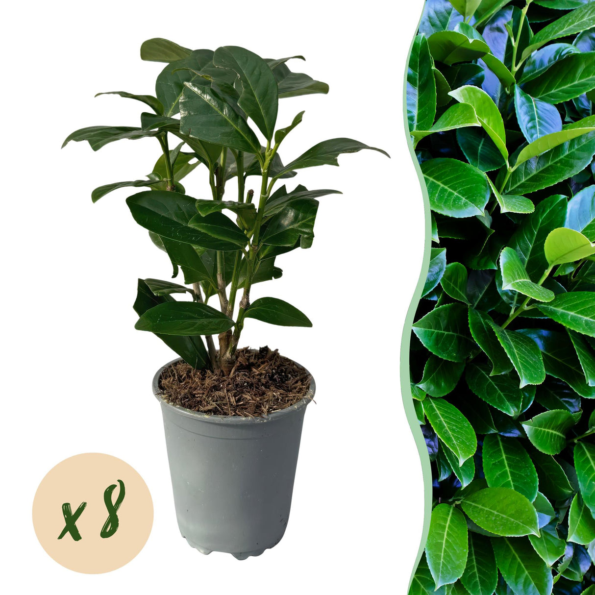 Green boutiQ - Haagplanten - Prunus laurocerasus Novita - blad groen - 8 planten - 1 strekkende meter - groenblijvend - pot 9cm hoogte 30-35cm