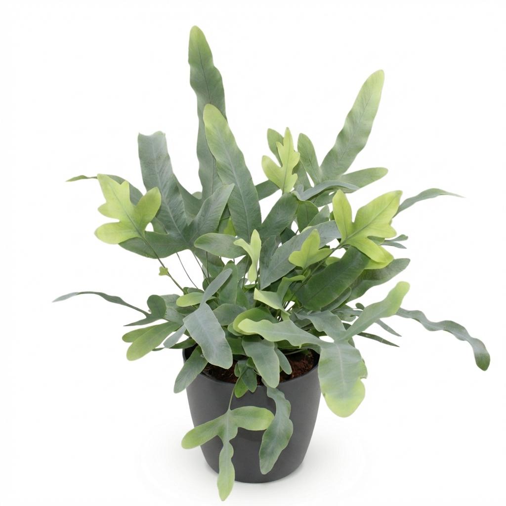 Phlebodium aureum Blue Star - Blauwe Varen - Huisdiervriendelijke Plant - Blauw - 1 Plant - met Potter Grijs - Pot 12cm - Hoogte 25cm