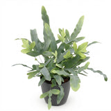 Phlebodium aureum Blue Star - Blauwe Varen - Huisdiervriendelijke Plant - Blauw - 1 Plant - met Potter Grijs - Pot 12cm - Hoogte 25cm