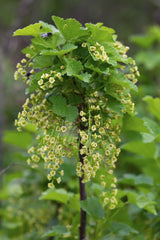 Ribes rubrum 'Jonkheer van Tets' - Groseille à maquereau - ↕45cm - Ø13cm