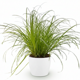 Cyperus alternifolius Zumula - Kattengras - Huisdiervriendelijke Plant - Groen - 1 Plant - met Potter Wit - Pot 12cm - Hoogte 20cm
