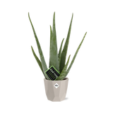 Aloe Vera 12cm in ELHO b.for rock 14 cm warm grey