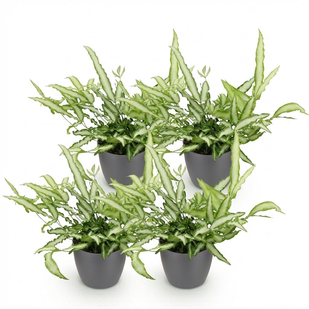 Pteris cretica Albolineata - Lintvaren - Huisdiervriendelijke Plant - Groen - 4 Planten - met Potter Grijs - Pot 12cm - Hoogte 20cm