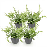 Pteris cretica Albolineata - Lintvaren - Huisdiervriendelijke Plant - Groen - 4 Planten - met Potter Grijs - Pot 12cm - Hoogte 20cm