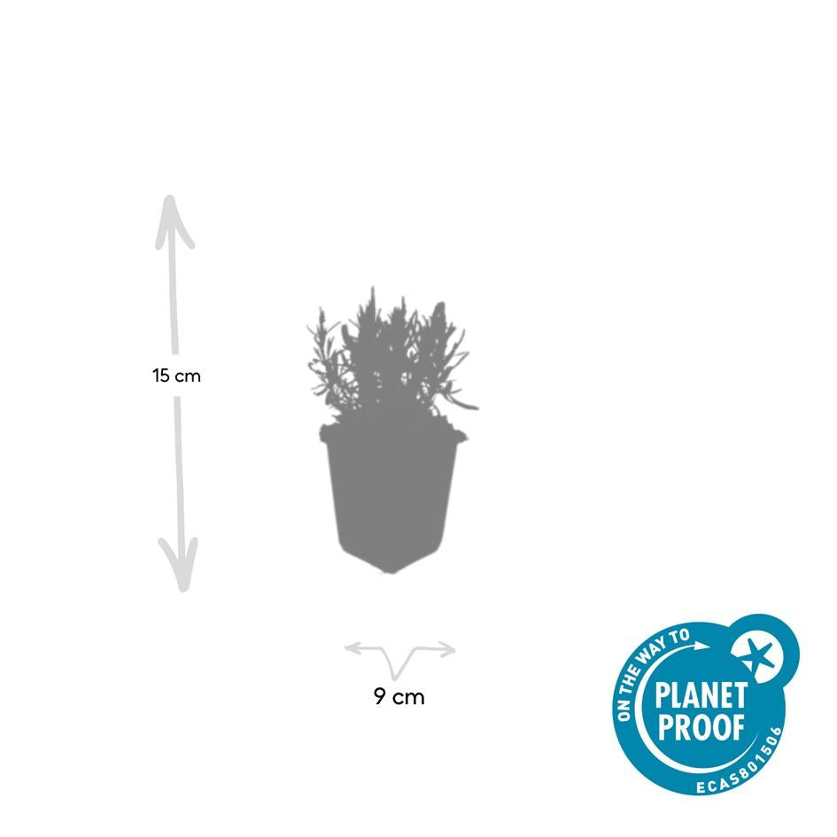 24x Lavandula ang. 'Munstead' - ↕10-25cm - Ø9cm