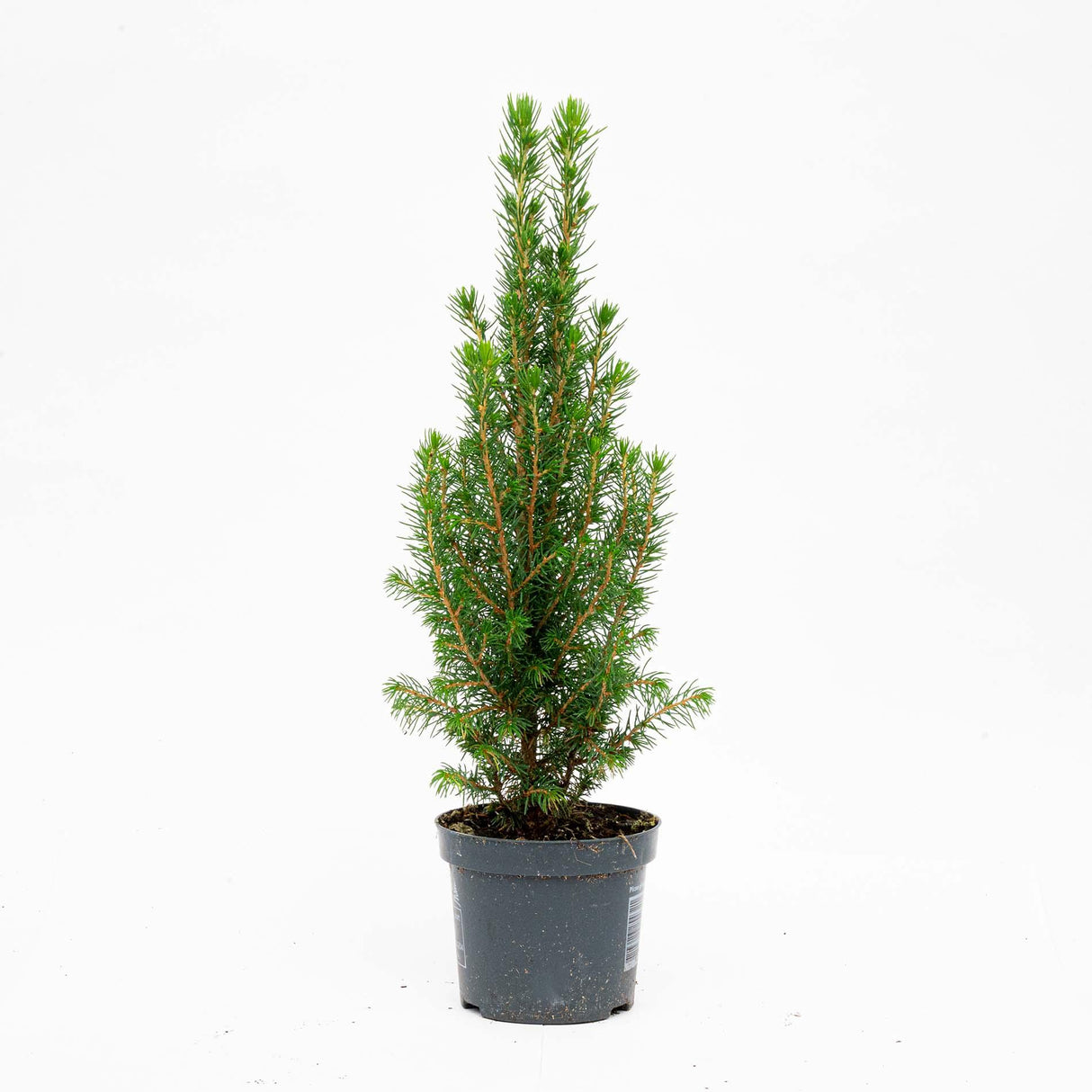 Mini-Kerstboom - Chamaecyparis - 25-30 cm