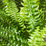 Nephrolepsis exaltata Green Lady - Varen - Huisdiervriendelijke Plant - Groen - 4 Planten - met Potter Wit - Pot 12cm - Hoogte 25cm