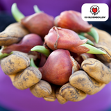 Tulpenbollen Honeymoon – 20 Stuks | KH Bloembollen® | Witte Kartelrand Tulp – Elegant & Uniek – Cadeau voor Tuin of Pot – Maat 11/12 – Vers van de Teler!