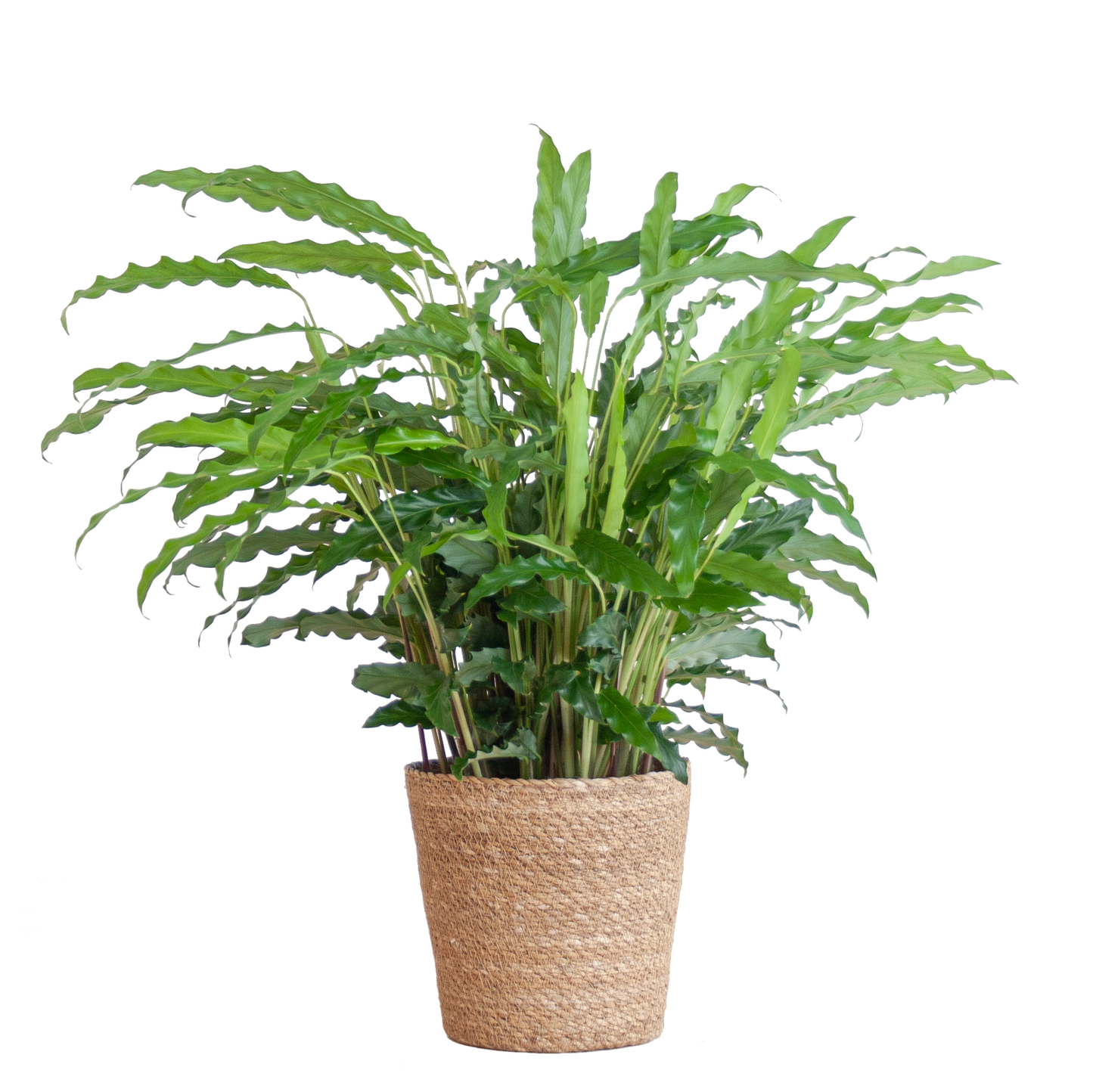 Fluwelen Calathea / Calathea rufibarba – ↕55cm – in Sofia pot