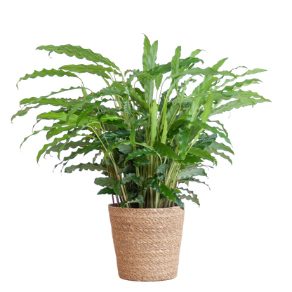Fluwelen Calathea / Calathea rufibarba – ↕55cm – in Sofia pot