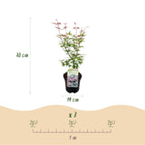 Green boutiQ - Terrasplant - Japanse Esdoorn - Acer palmatum Phoenix - Roze - 2 Planten - Bladverliezend - Pot 19cm Hoogte 70cm